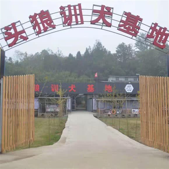 头狼训犬基地:成都市金堂县