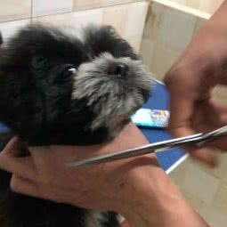 宠物联盟(大邑旗舰店):成都市大邑县