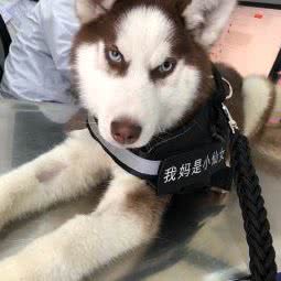 保护伞动物医院:成都市大邑县