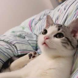 洋洋宠物:成都市都江堰市