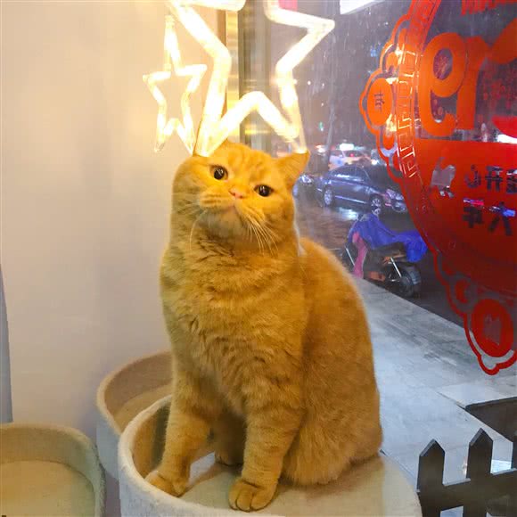 JY不二宠物(华山路店):沈阳市皇姑区北行/辽大附近