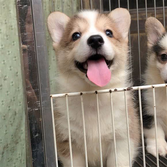 成都金彭犬舍(专业繁殖柯基柴犬):成都市彭州市