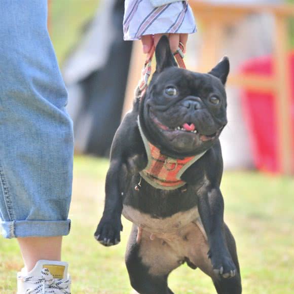 奥利奥の宠物店:自贡市大安区