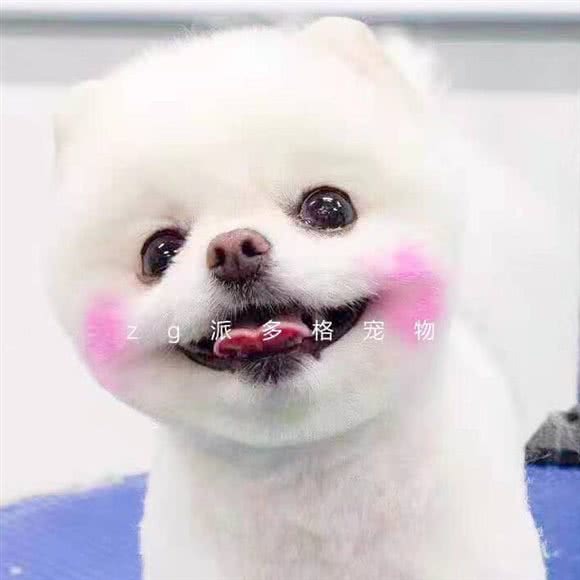 派多格宠物店:自贡市沿滩区