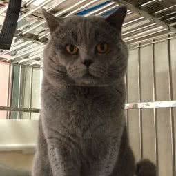 琪琪宠物生活馆:自贡市富顺县