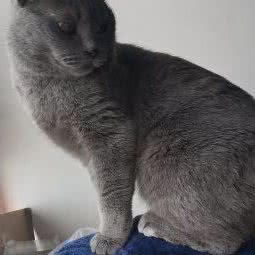 挚愈宠物门诊:沈阳市皇姑区小白楼附近