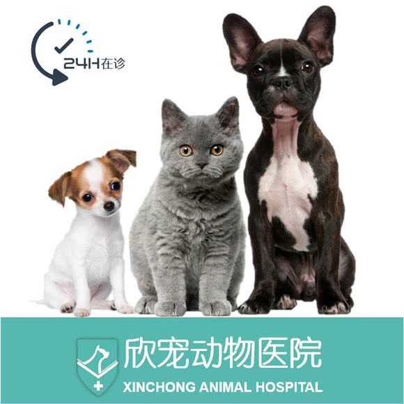 欣宠桥南动物医院:泸州市江阳区