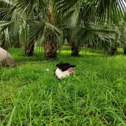 廖氏宠物诊所:德阳市中江县