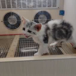 宠悦宠物工作室:德阳市广汉市