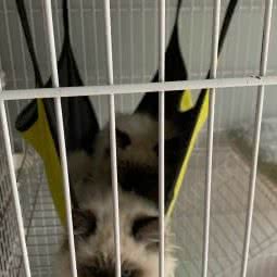 小淘气爱宠屋:绵阳市游仙区