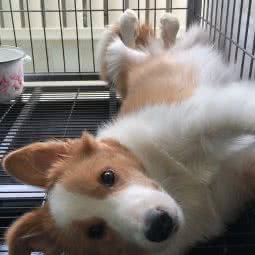 莜咪宠物生活馆:沈阳市皇姑区陵东附近