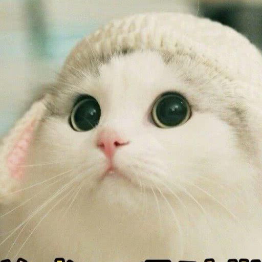 萌汪宠物会馆:沈阳市皇姑区陵东附近