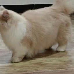 萌宠小屋:绵阳市江油市