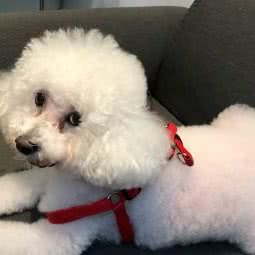 宝仔屋宠物美容店(江油35店):绵阳市江油市