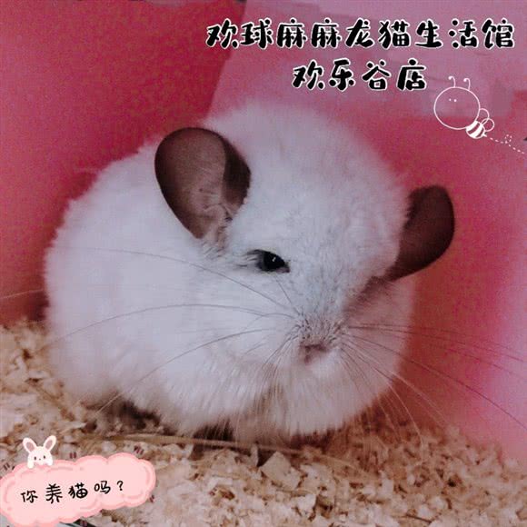 欢球麻麻龙猫生活馆:北京城区朝阳区北京欢乐谷附近