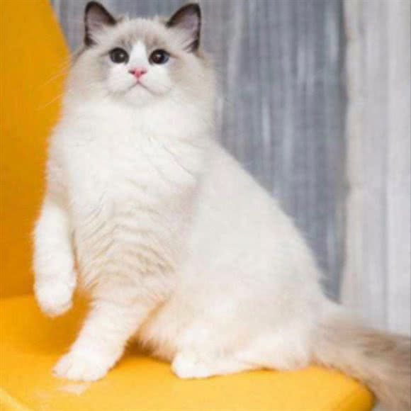 喵了个汪宠物会所:遂宁市船山区