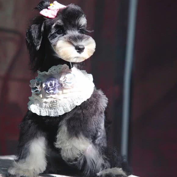 阿隆犬业宠物美容:内江市东兴区