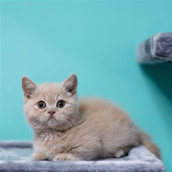 鑫尚宠儿:南充市顺庆区