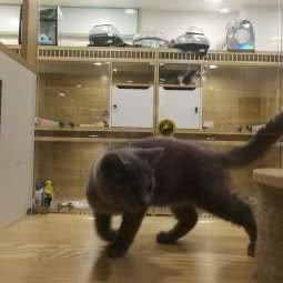 猫言猫语生活馆:南充市顺庆区