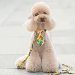 GOGO私宠:南充市顺庆区