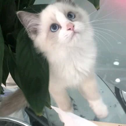 美狗岛宠物店:眉山市仁寿县