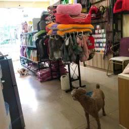 小卖萌宠物生活馆:眉山市丹棱县