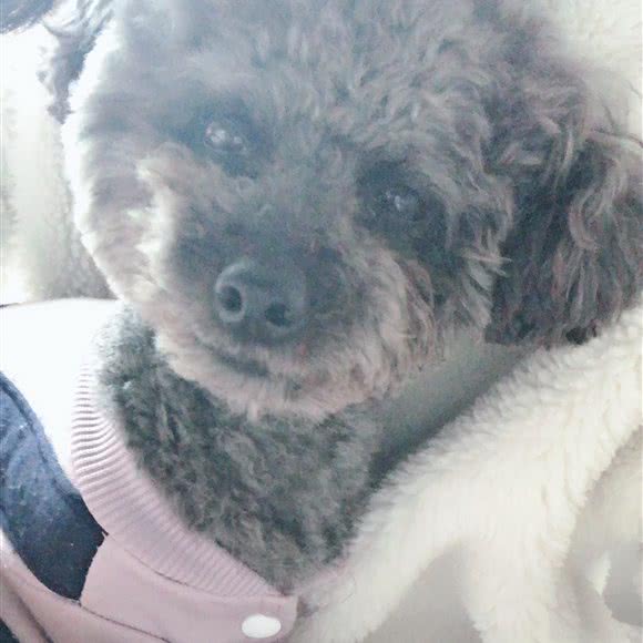 名门汪族宠物护理中心:宜宾市南溪区