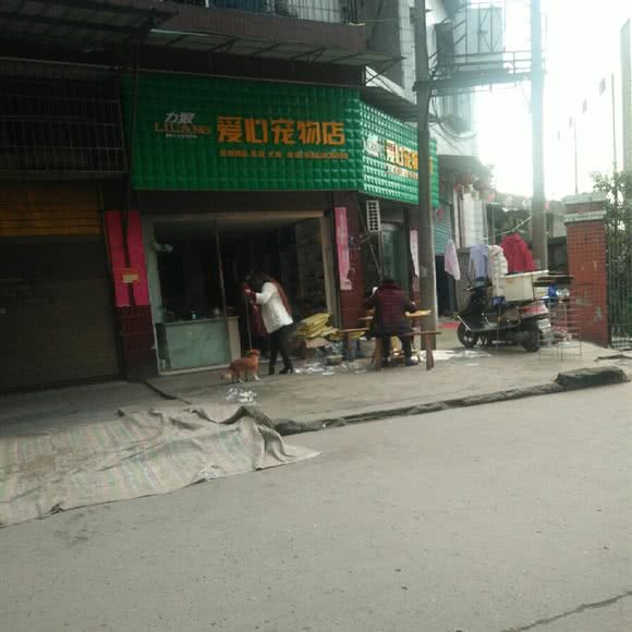 力狼爱心宠物店:广安市岳池县