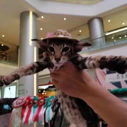 恋宠狗狗:广安市武胜县