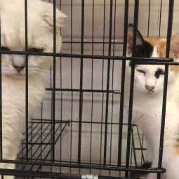 波波宠物用品美容店(邻水店):广安市邻水县