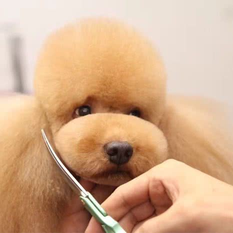 宠它宠物店:达州市达川区