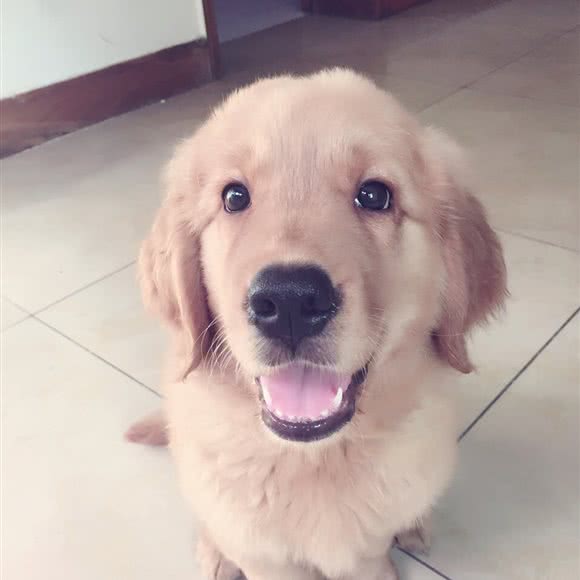 老友の狗狗生活馆:达州市达川区