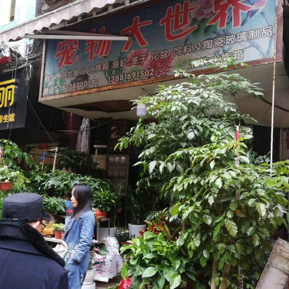 宠物大世界:巴中市巴州区