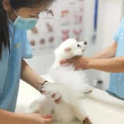 五星宠物诊所:巴中市通江县