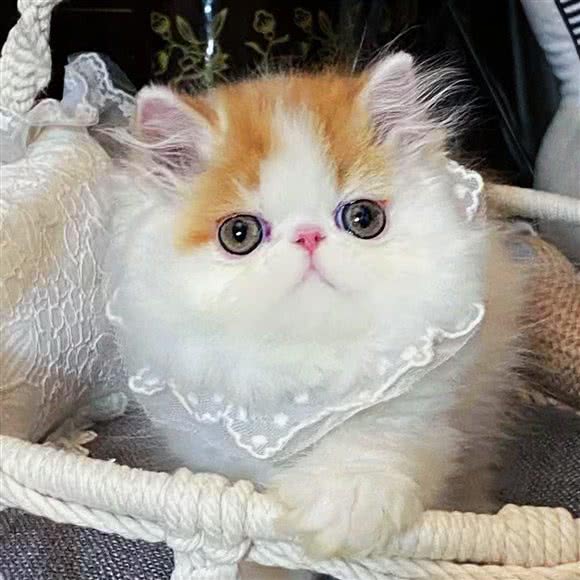 宠物靓猫苑:沈阳市铁西区沈辽路万达附近