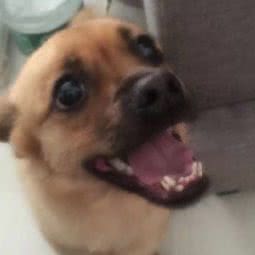 锐力宠物门诊:沈阳市铁西区沈辽路万达附近