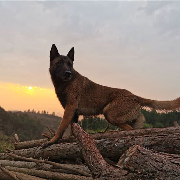 仁和宠物医院:凉山彝族自治州西昌市