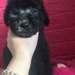 宠爱友家爱宠生活馆:沈阳市铁西区铁西广场附近