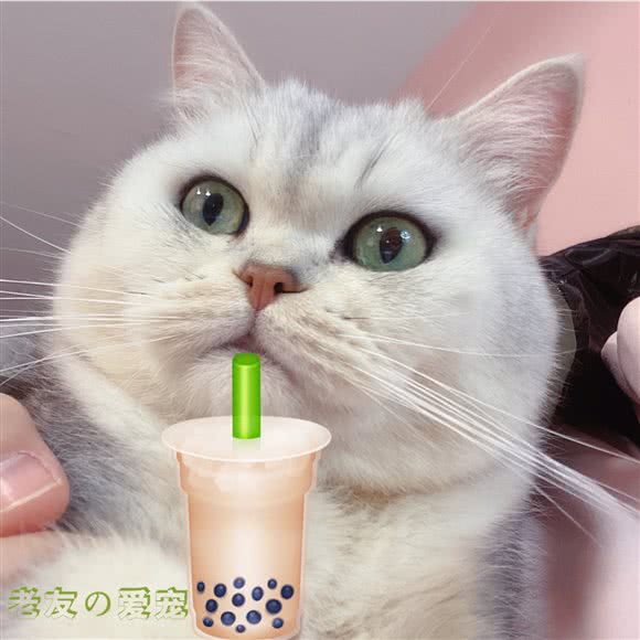 老友の爱宠:沈阳市铁西区铁西广场附近