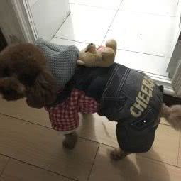 贝贝宠物:沈阳市铁西区铁西广场附近