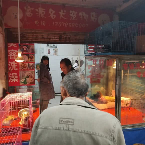 富源名犬宠物店:贵阳市南明区
