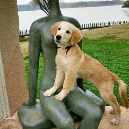 LF家庭式训犬工作室:贵阳市花溪区