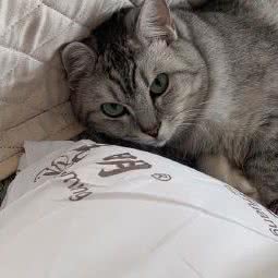 派汀族宠物(润圆店):沈阳市铁西区北二路附近