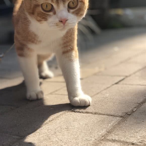 多多动物诊所:贵阳市花溪区