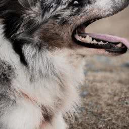 幺玖宠物犬训练工作室(白云区店):贵阳市白云区