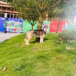 名宠之家:贵阳市清镇市