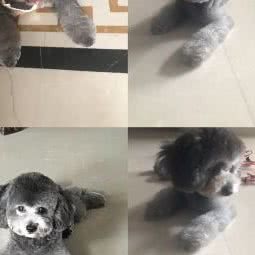 萌宠之家(搜秀城店):北京城区东城区崇文门附近