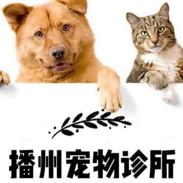 播州宠物诊所:遵义市播州区