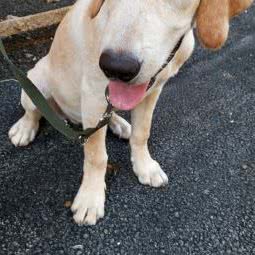 金贝儿动物医院:遵义市湄潭县