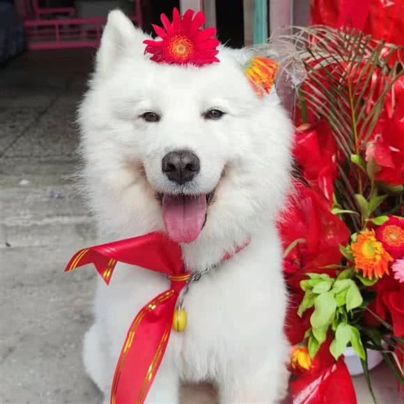 爪爪私宠坊:沈阳市铁西区重工街沿线附近